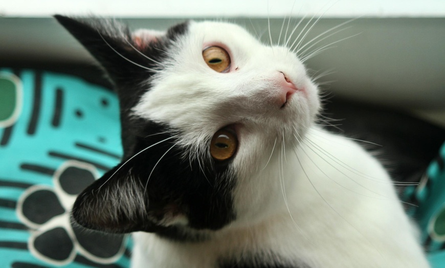 Image 6: Make Memories with Cat Cafe Entry, Drink and Snack for 1, 2, 3 or 4