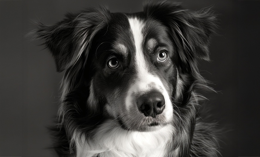 Image 5: Pet & Owner or Family Photoshoot w/ Makeover Options & Images 
