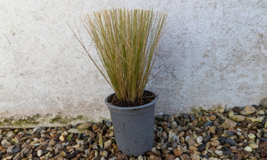 Image 2: Stipa Tenuissima Pony Tail Grass - up to 3 Potted Plants