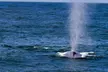 Luxury San Diego Whale Watching Tour - Up to 35% Off with Wild Pacific Whale Watch - Second Medium