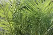 1x oder 2x Kanarische Dattelpalme (Phoenix Canariensis) - Second Medium