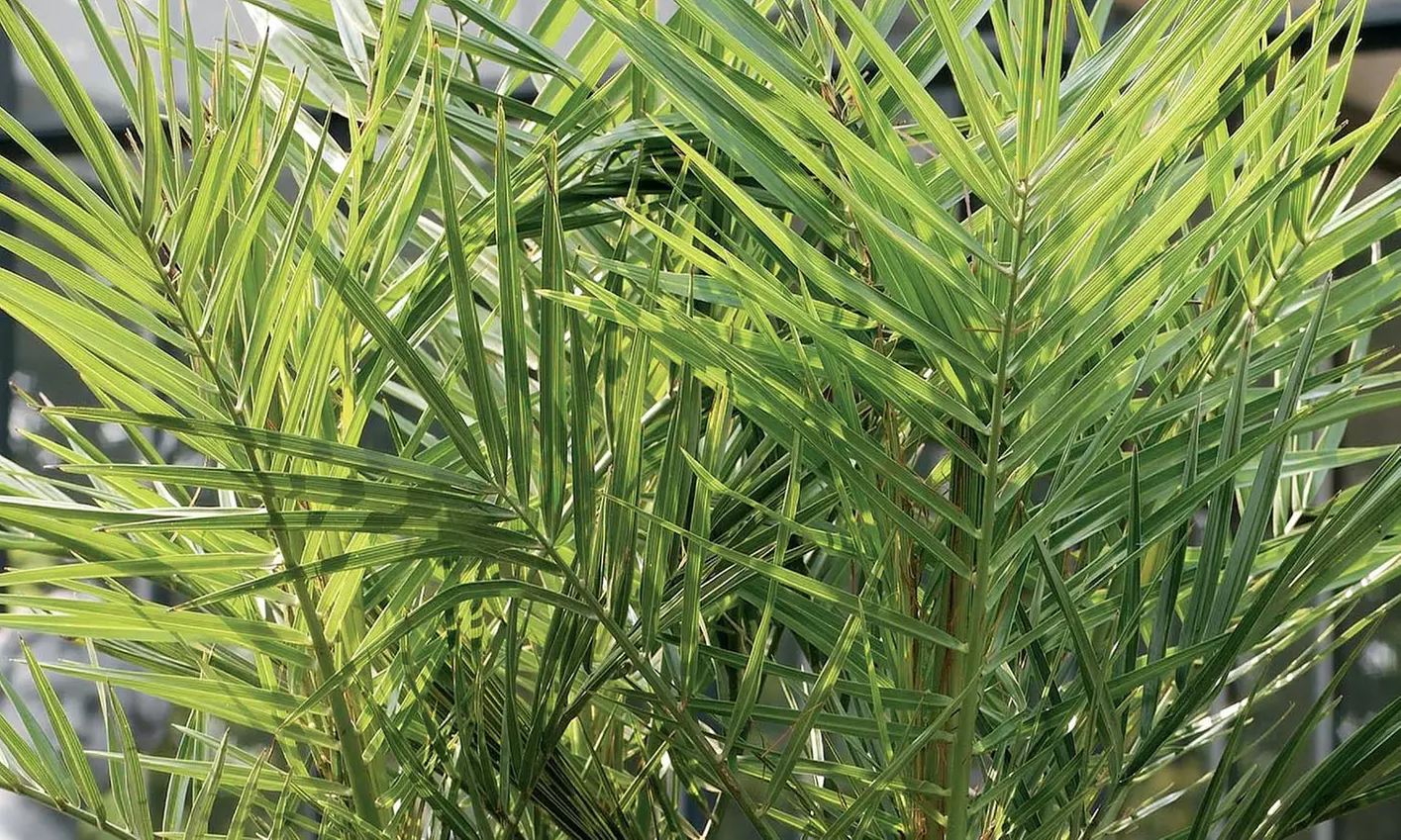 1x oder 2x Kanarische Dattelpalme