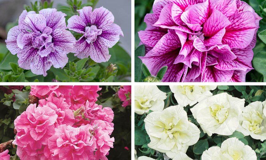 Image 2: YouGarden 12 Packs of Tumbelina Petunias Plug Plants