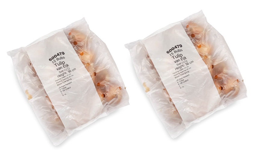 Image 4: 15 or 30 Tulip 'Van Eijk' Spring Flowering Bulbs; Reddish-Pink Blooms