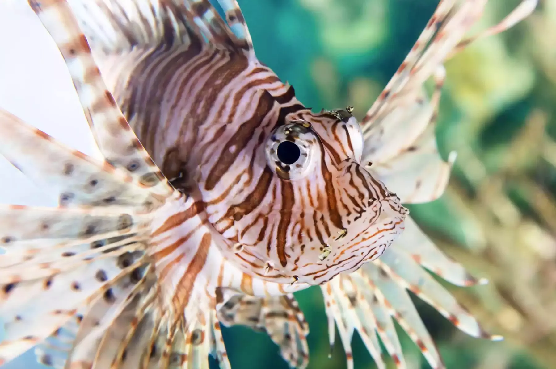 Dive Into Adventure at Shark Reef Aquarium + Undersea Explorer VR at Mandalay Bay - Second Medium