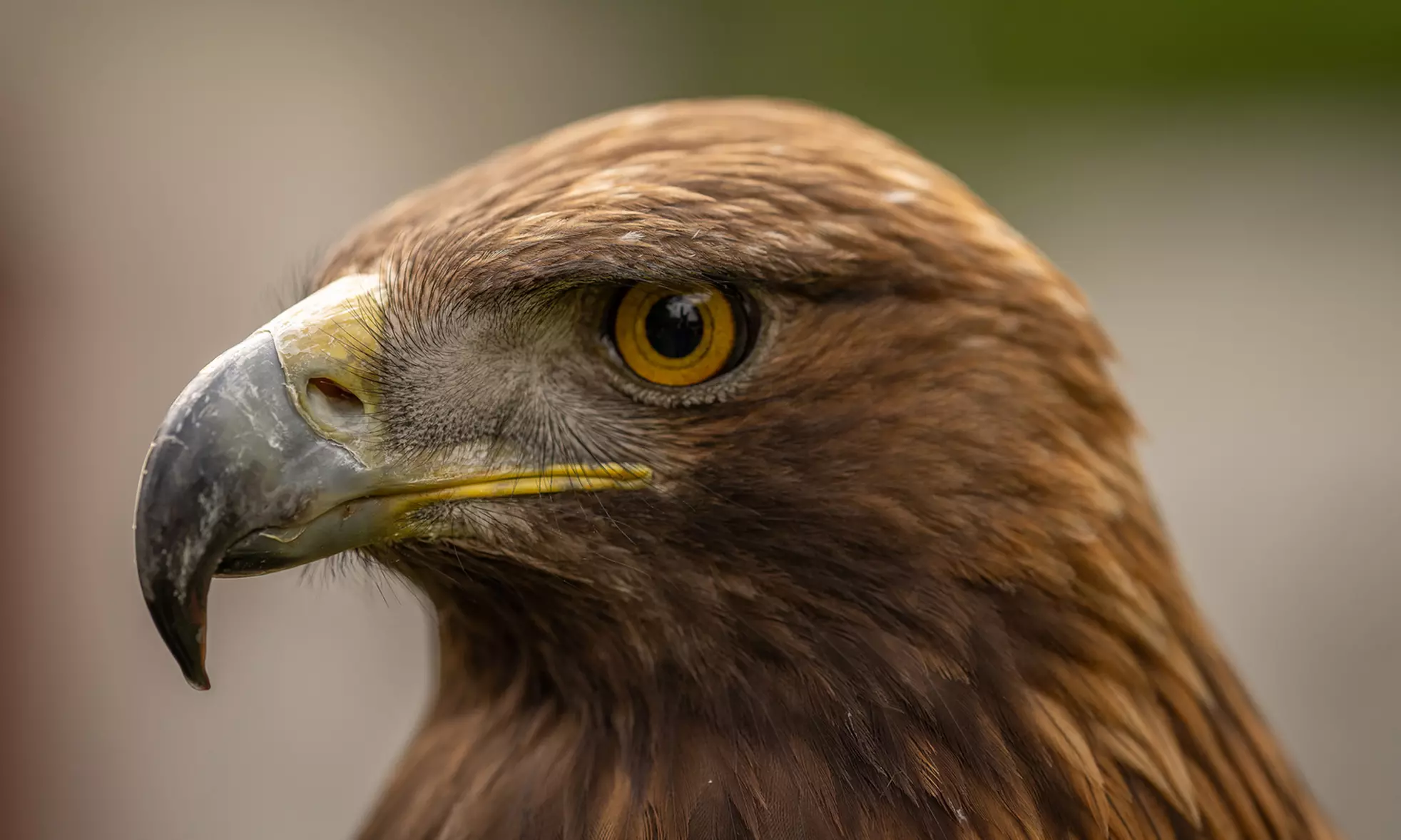 60 Min. Exklusives VIP-Falkner-Erlebnis für 1 oder 2 Personen