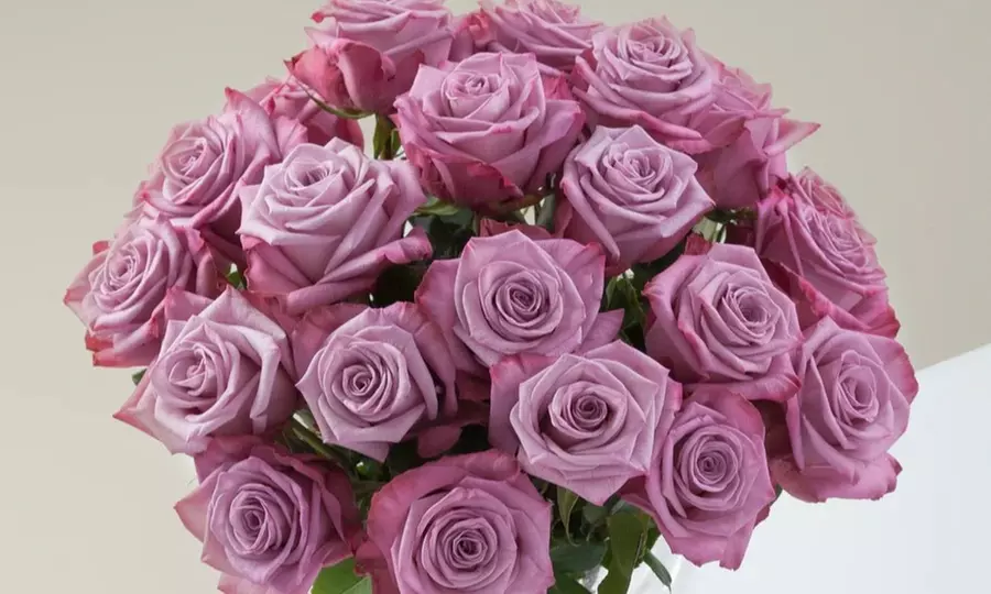 24ct Lavender & Magenta Bi-Color Valentine's Rose Bouquets - Rose Farmers