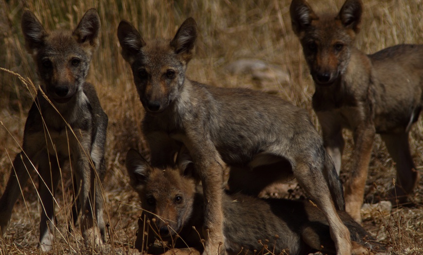 Image 15: Entrada al Lobo Park Antequera con guía experto y vistas a El Torcal