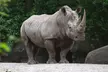 Admission for One Child or Adult to Bronx Zoo (Up to 10% Off) - Second Medium