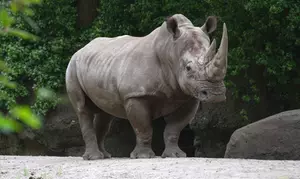 Admission for One Child or Adult to Bronx Zoo