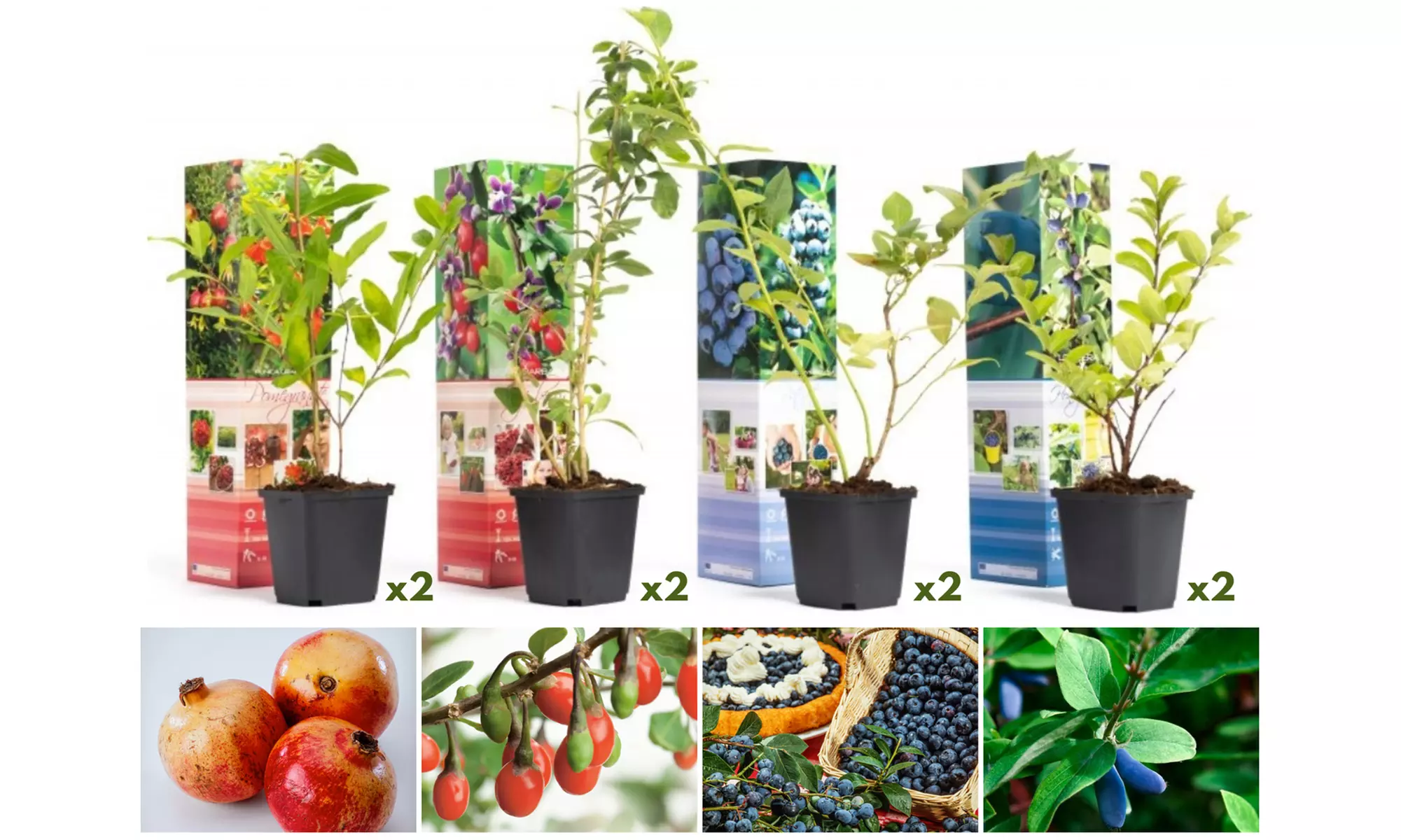 Set van 4 of 8 fruitplanten