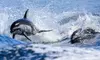 Explore a 4-Hour Wildlife & Whale Watching Journey in Campbell River with 1 Adult / Child Ticket (Up to 20% Off)