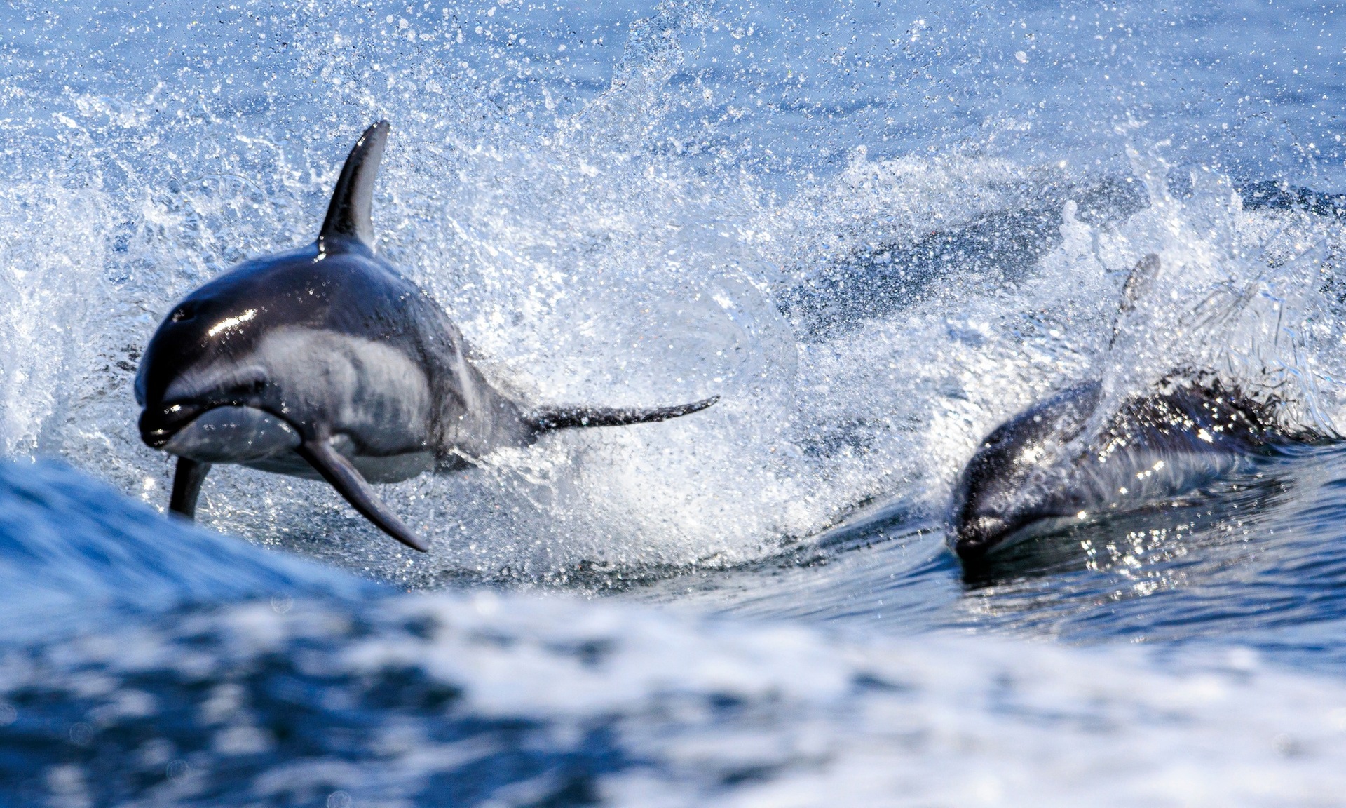 Explore a 4-Hour Wildlife & Whale Watching Journey in Campbell River
