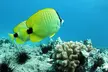 Sunset Dolphin Watch & Snorkel Cruise with Dinner and Cocktails for One Adult | Child | Infant (Up to 16% Off) - Second Medium