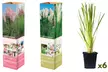 3 ou 6 plantes d'herbe de la pampa, couleur au choix - Image 6