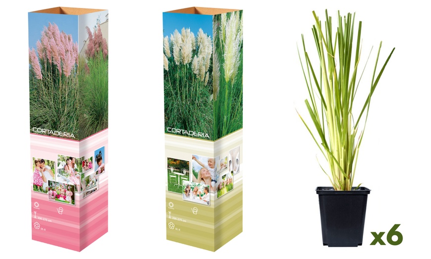 Image 6: 3 ou 6 plantes d'herbe de la pampa