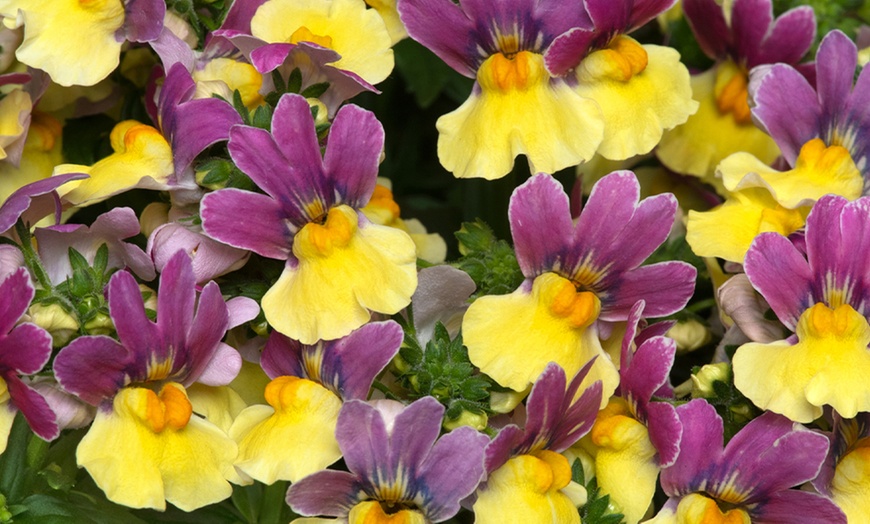 Image 4: YouGarden Cape Snapdragon ''Lovely Ladies'' Flower Collection