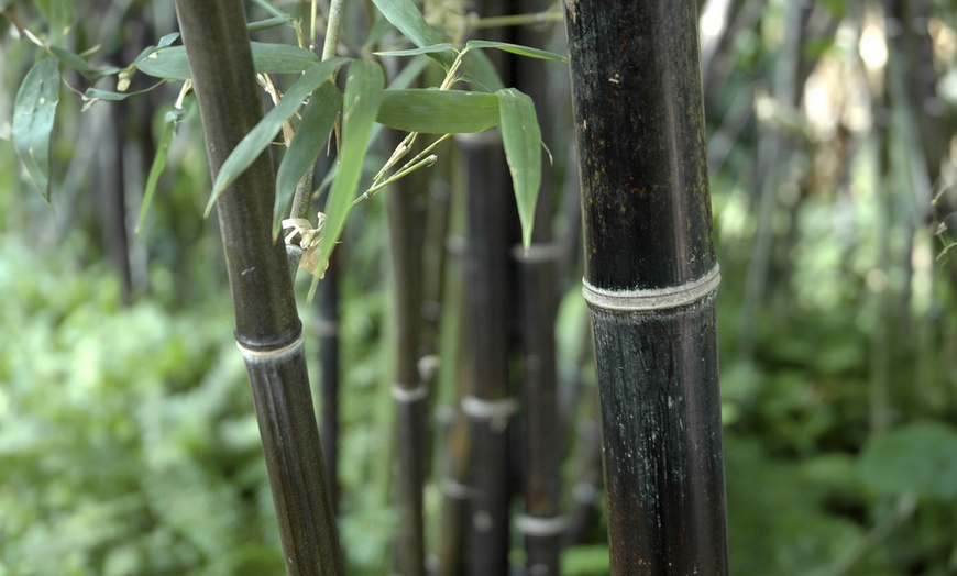 Image 2: Phyllostachys Nigra Black Bamboo in 3L Pot