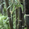 Image 2: Phyllostachys Nigra Black Bamboo in 3L Pot