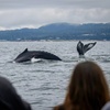 Image 1: Whale Watching Tours – Monterey Bay