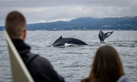 4 Hour Morning Whale Watching (Summer Season | Mon-Wed) - Infant Ticket (Under 3yo) - Discovery Whale Watch in Monterey Bay, CA
