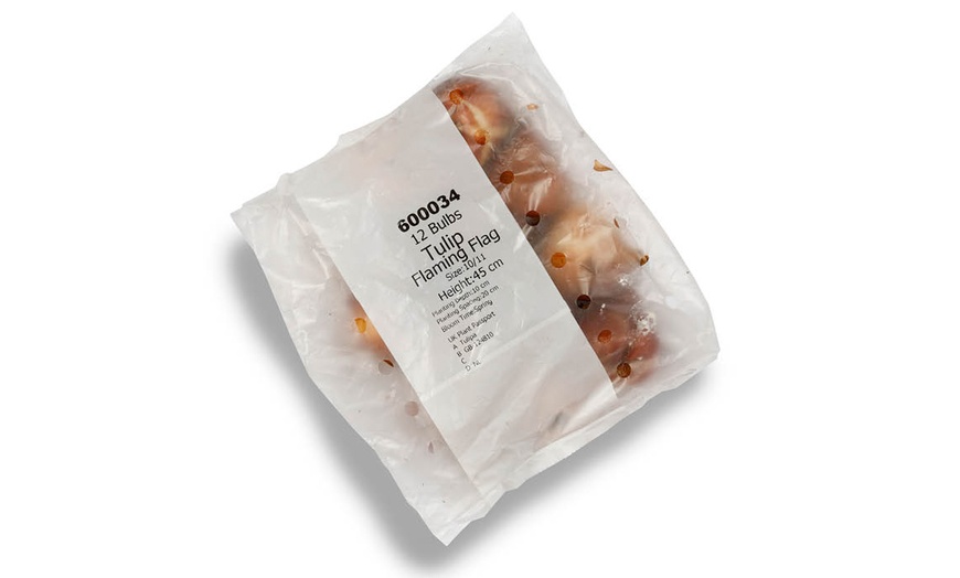 Image 5: 12 or 24 Tulip Flaming Flag Spring Flowering Bulbs