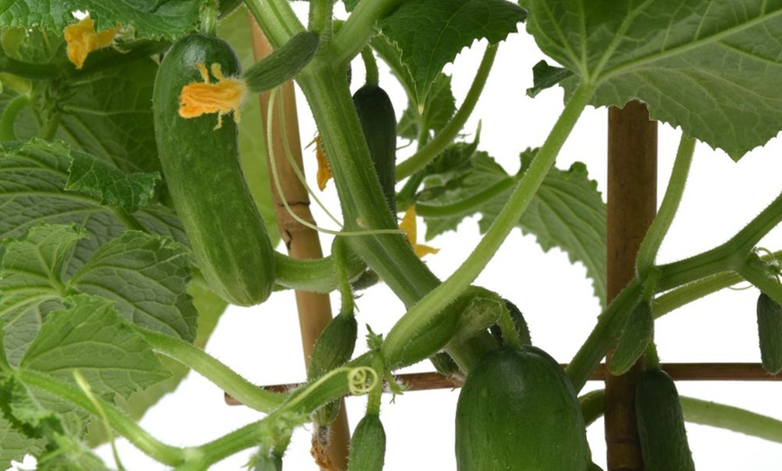 Image 8: Small Space Vegetable Plants - 3 or 6 Potted Plants