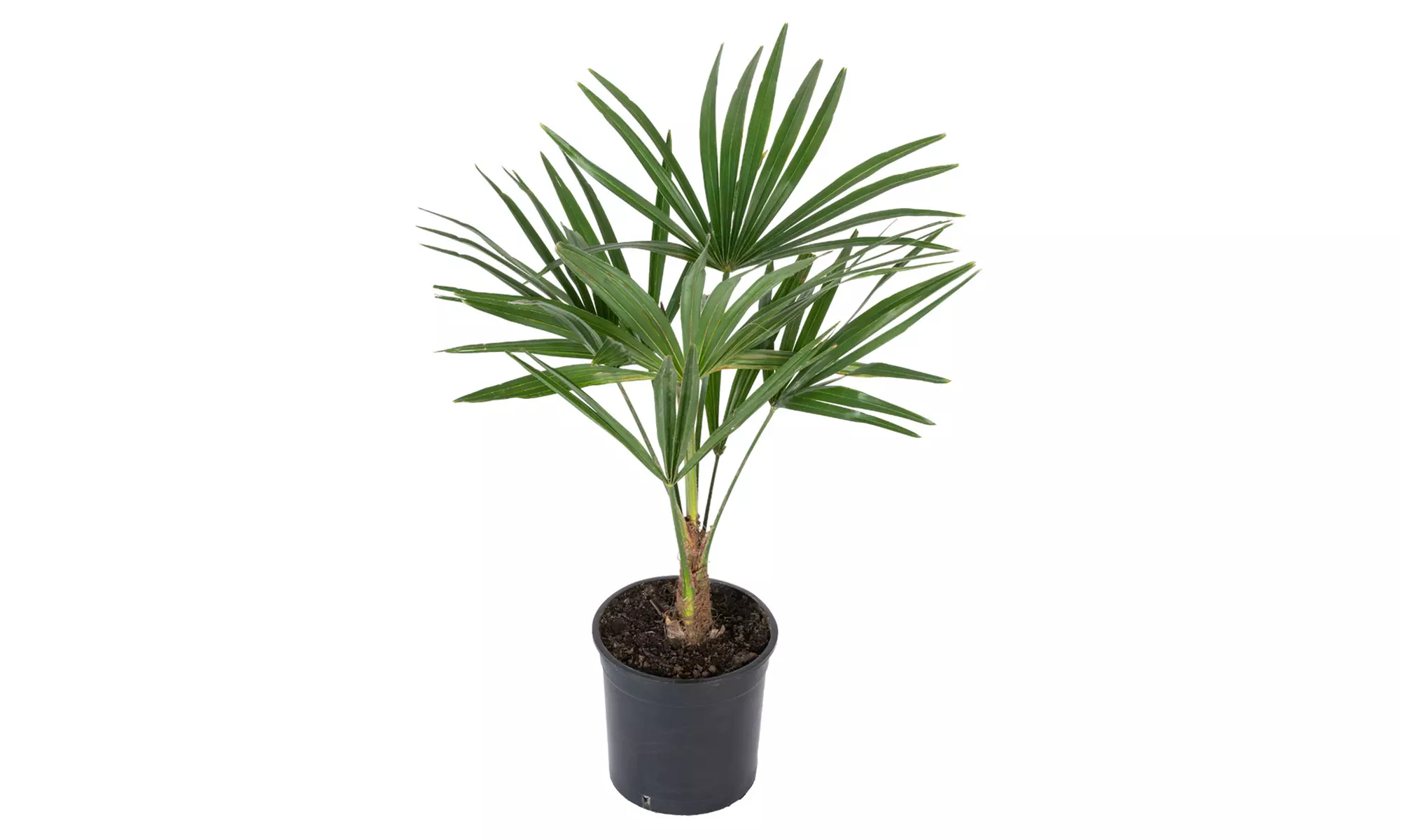 1x oder 2x Chinesische Hanfpalme