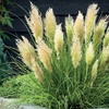 Image 3: Pampas Grass Cortaderia Tiny Pampa 9cm