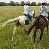 Image 4: Experience Horseback Trail Rides in Northern Virginia's Horse Country