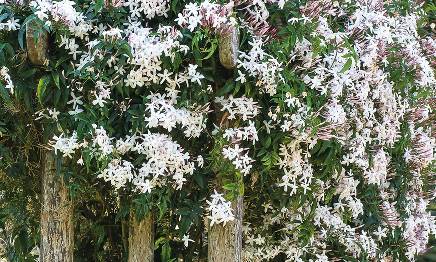 Image 2: One, Two or Three White or Pink Star Jasmine
