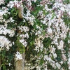 Image 2: One, Two or Three White or Pink Star Jasmine