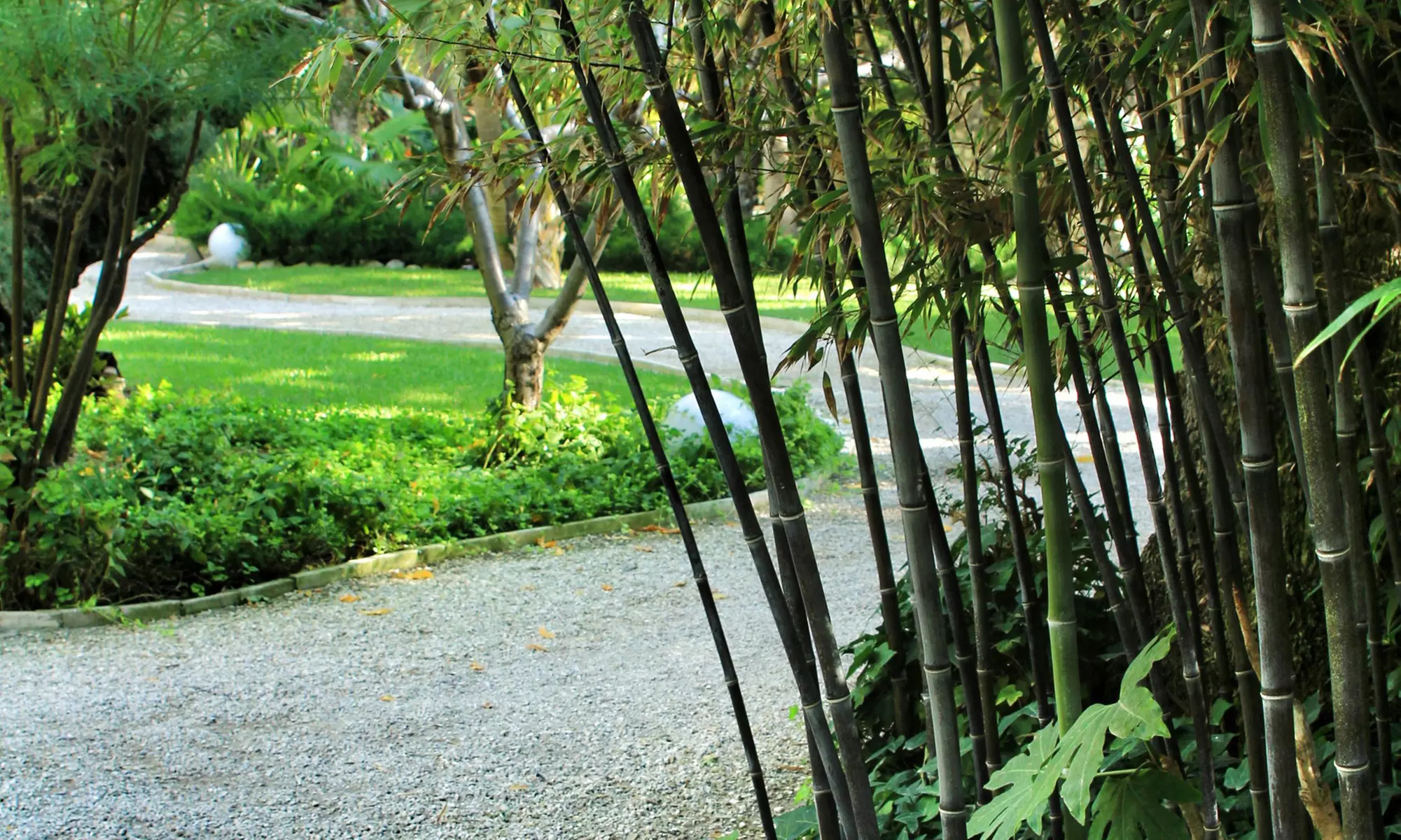 Bambous noirs "Black Dragon - Fargesia nitida"