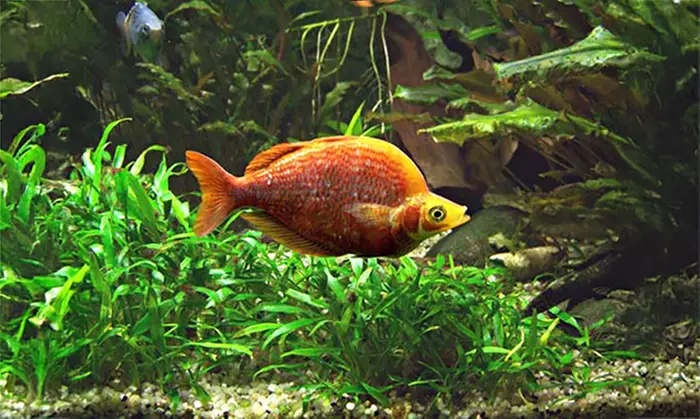 Aquarium des Tropiques : voyage magique au cœur des mers exotiques