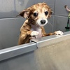 Image 5: Weekday Fun and Care with One, Three or Five Days of Dog Daycare