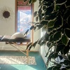 Image 2: Find your Balance with One 30 or 60-Minute Reiki Session

