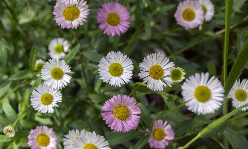 Image 3: Erigeron karvinskianus 'Profusion' Mexican Fleabane