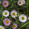 Image 3: Erigeron karvinskianus 'Profusion' Mexican Fleabane