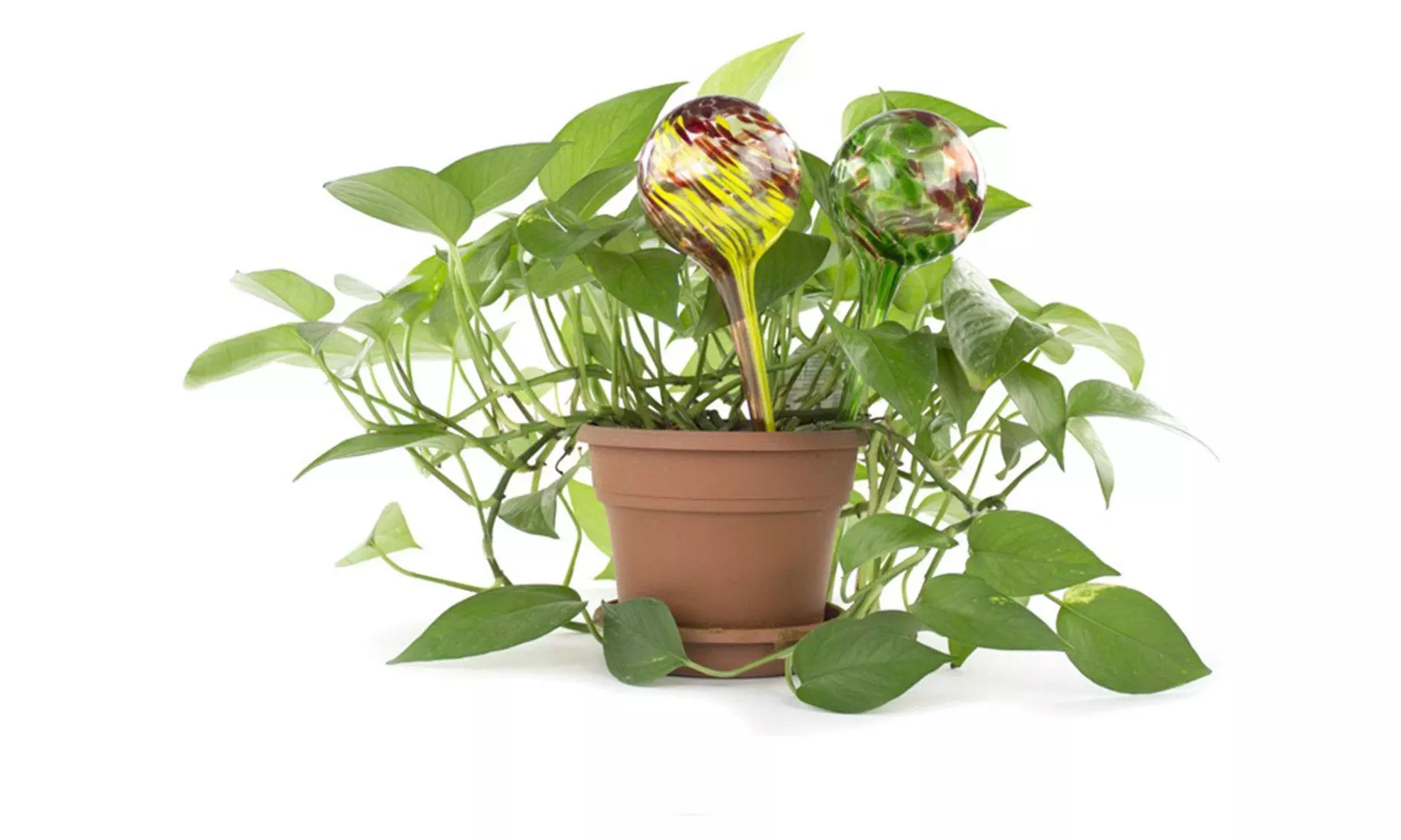 Indoor/Outdoor Plant Self-Watering Globes (Multi Pack)