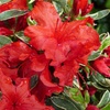 Image 1: One or Three Mixed Azalea Plants