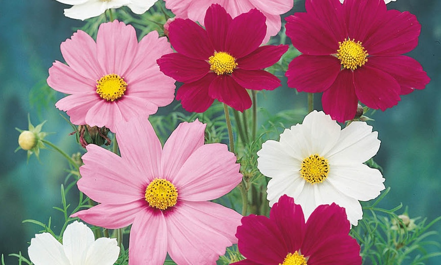 Image 4: 10 or 20 Cosmos Sonata Mixed Plants
