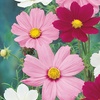 Image 4: 10 or 20 Cosmos Sonata Mixed Plants