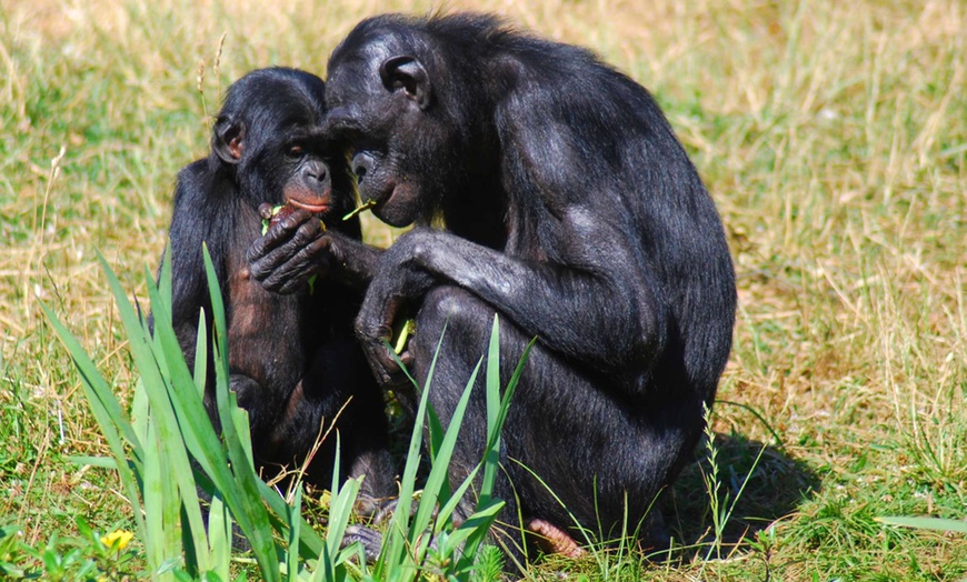 Image 2: La Vallée des Singes : expérience précieuse au cœur du monde sauvage