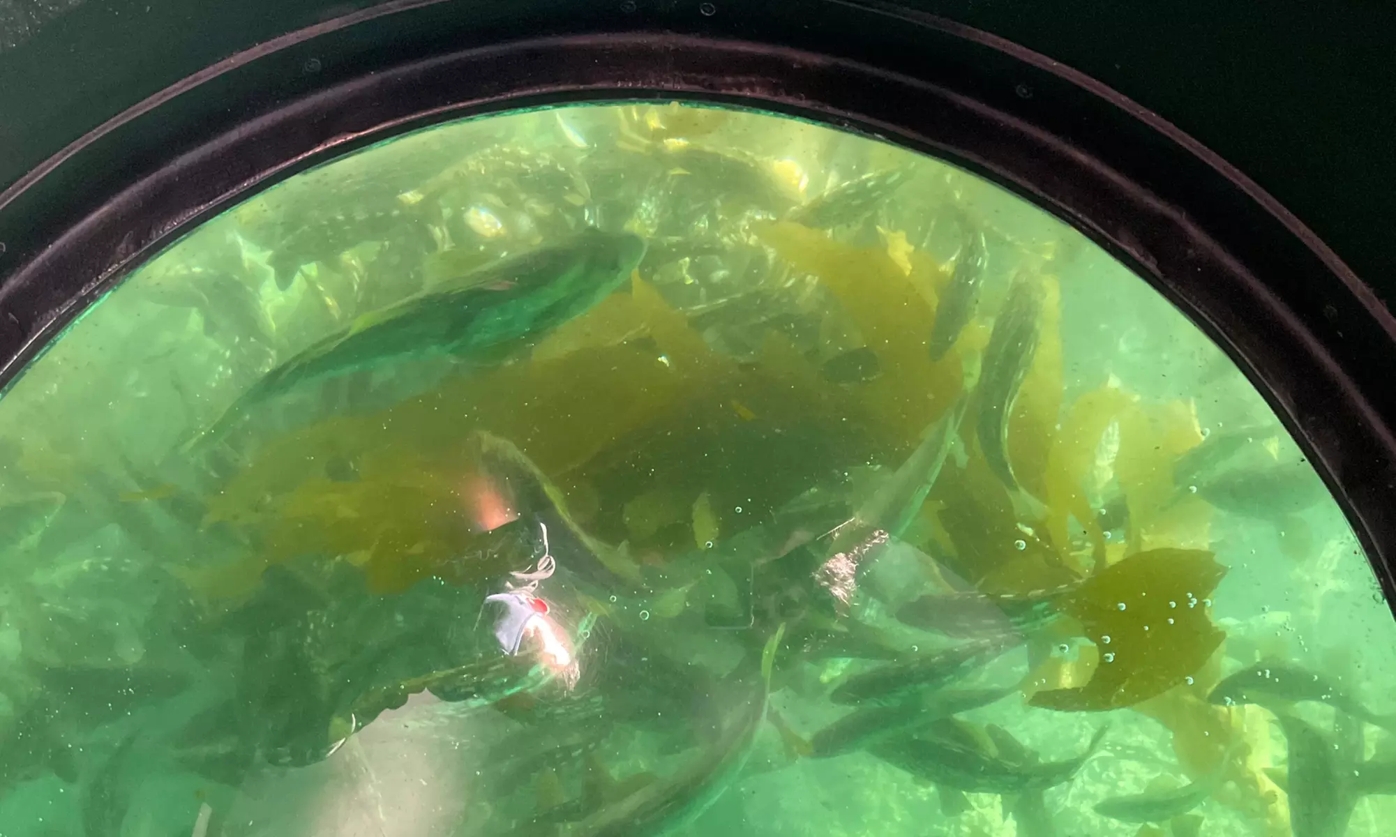 Enjoy One Hour Glass Bottom Boat Eco-Harbour Tour For One, Two or Four