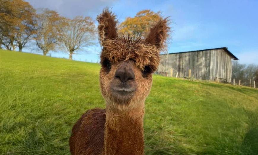 Image 4: Christmas Alpaca Meet and Feed with Santa Gift and Crafts