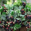 Image 2: Up to Three Blackberry 'Black Cascade' Potted Plants