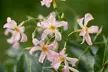 Climbing Scented Star Jasmine Potted Plants - Second Medium