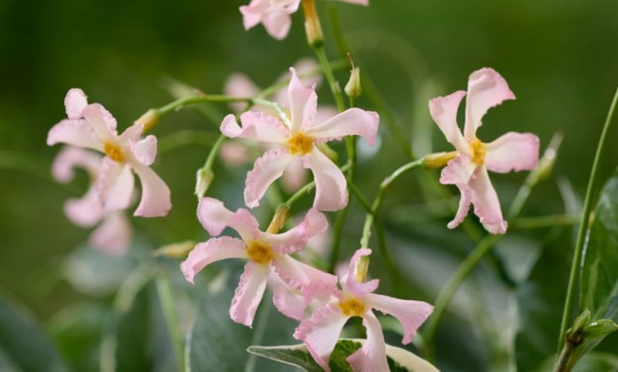 Image 5: Climbing Scented Star Jasmine Potted Plants 
