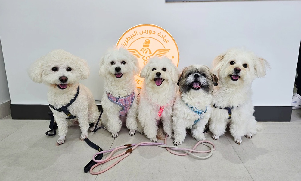 Explore Vaccine and Grooming Packages for Your Pet