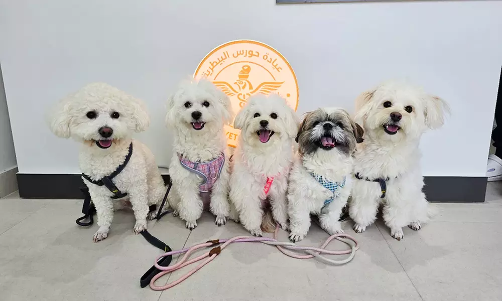 Explore Vaccine and Grooming Packages for Your Pet